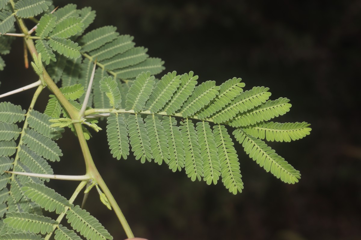 Vachellia nilotica (L.) P.J.H.Hurter & Mabb.